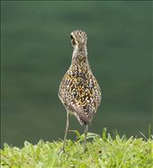 Pacific Golden Plover, Suva: by graynomadsusa, Views[515]