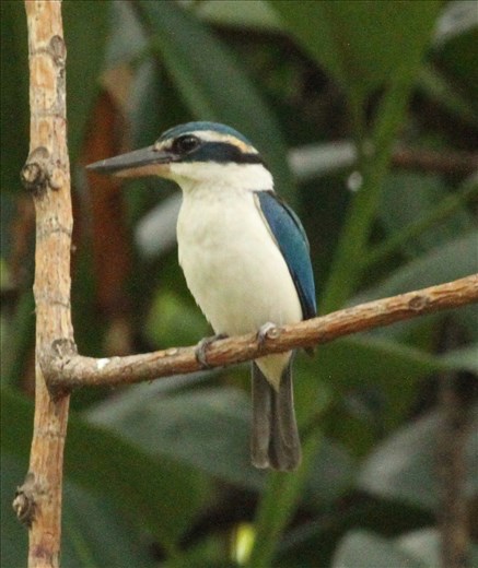 Pacific Kingfisher, Suva