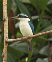 Pacific Kingfisher, Suva: by graynomadsusa, Views[415]