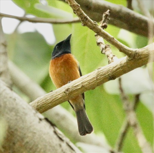 Vanikoro Flycatcher, Suva