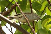Fan-tailed Gerygone, Ile des Pins: by graynomadsusa, Views[340]