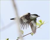 Long-tailed Triller, Lifou: by graynomadsusa, Views[354]