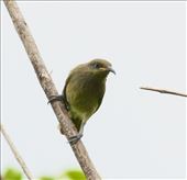 New Caledonian Myzomela: by graynomadsusa, Views[330]