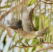 New Caledonian Friarbird, Ile des Pins: by graynomadsusa, Views[332]