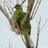 Red-bellied Fruit Dove, Lifou: by graynomadsusa, Views[310]