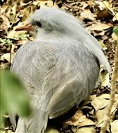 Endangered Kagu, Noumea: by graynomadsusa, Views[328]