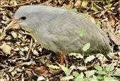 Endemic Kagu, Noumea: by graynomadsusa, Views[357]