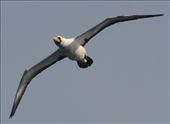 Masked Boobie, at sea near New Caledonia: by graynomadsusa, Views[333]