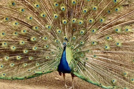 Full plumage, Noumea Zoologic Park
