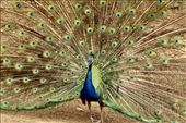 Full plumage, Noumea Zoologic Park: by graynomadsusa, Views[916]