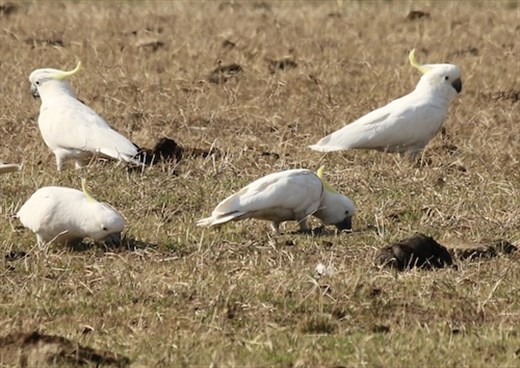 Sulphur-crested cockatoos, Springmead Stud Farm B&B