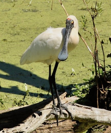 Royal Spoonbill, Hunter Wetlands