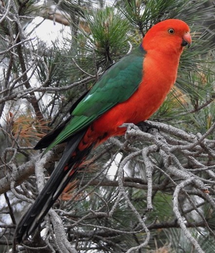 Australian King Parrot, Springmead Stud Farm B&B, Rydal