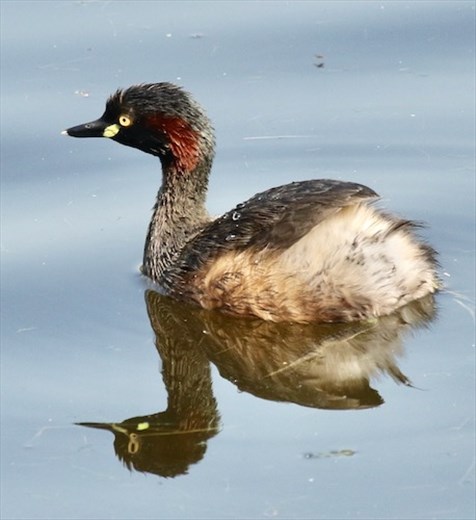 Australasian Grebe, Hunter Wetlands