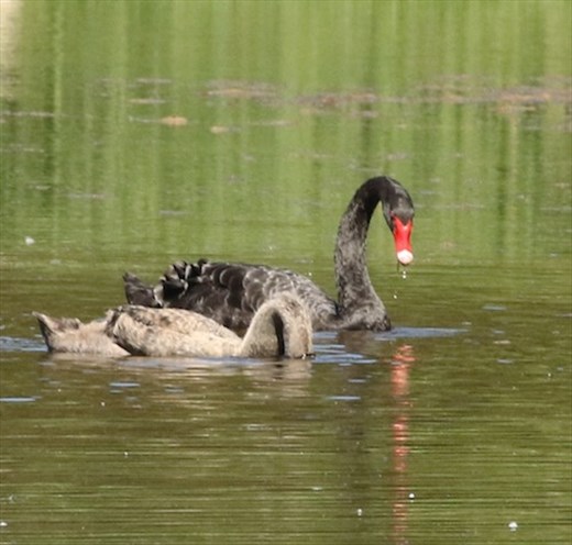 Black Swans, Hunter Wetlands
