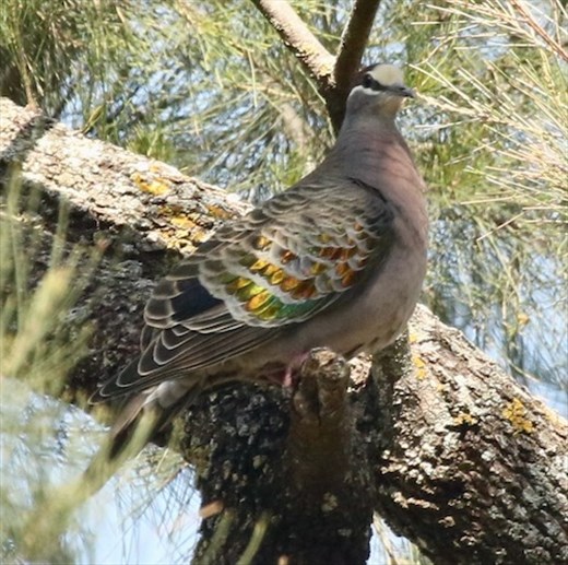 Common Bronzewing, Capertee Valley