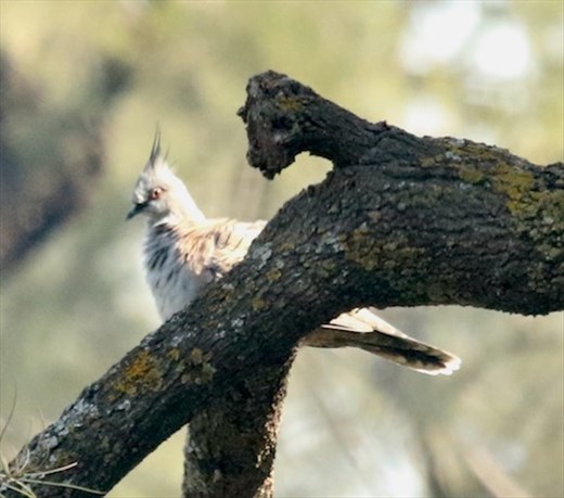 Crested Pigeon,  Capertee Valley, NSW