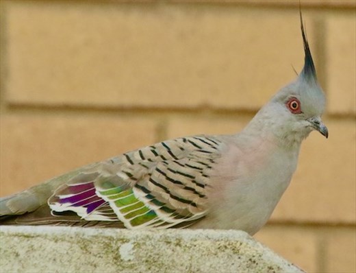 Crested Pigeon, Hunter Wetlands