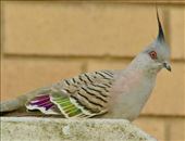 Crested Pigeon, Hunter Wetlands: by graynomadsusa, Views[293]