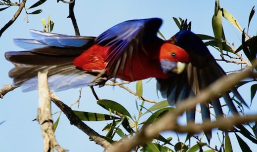 Crimson Rosella, Springmead Stud Farm B&B