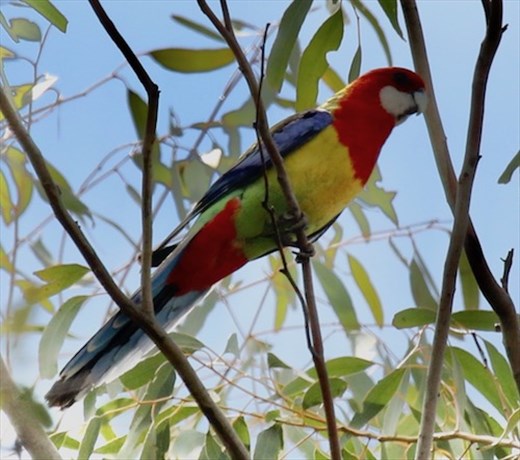 Eastern Rosella,  Capertee Valley NSW