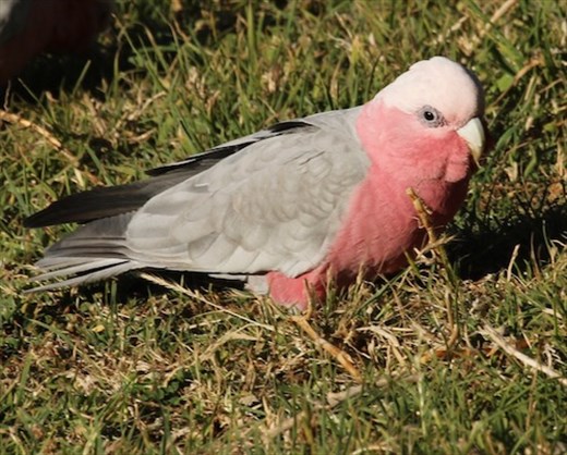 Gallah, Springmead Stud Farm B&B