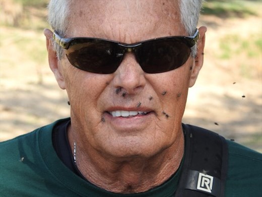 A Gazillion flies can't be wrong