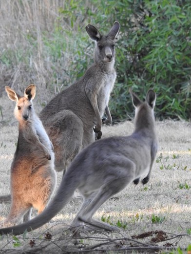 Gray Kangaroos, Dubbo
