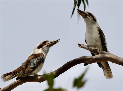 Laughing Kookaburras, Capertee Valley, NSW