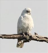 Long-billed Corella, Capertee Valley, NSW: by graynomadsusa, Views[354]