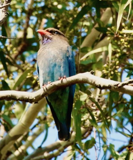 Oriental Dollar Bird, Hunter Wetlands