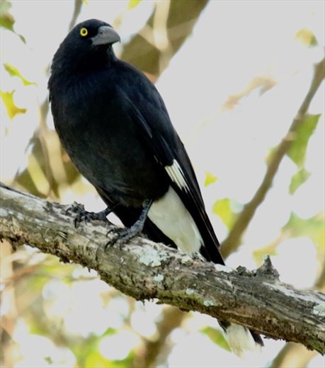 Pied Currawong, Hunter Wetlands