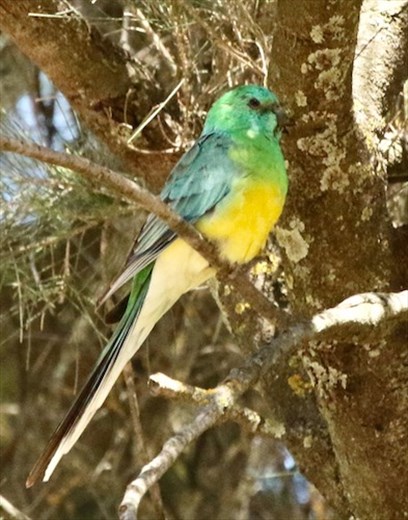 Red-rumped Parrot, Capertee Valley, NSW