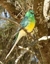 Red-rumped Parrot, Capertee Valley, NSW: by graynomadsusa, Views[264]