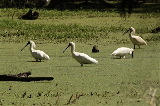 Royal Spoonbills, Hunter Wetlands