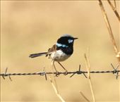 Superb Fairy Wren, Capertee Valley, NSW: by graynomadsusa, Views[334]