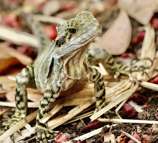 Brissie lizzy, Brisbane Botanic Garden