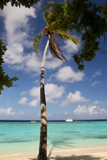 Palm and shadow, Conflict Island, PNG