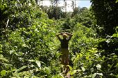Connie in the bush, Kitava Island, PNG: by graynomadsusa, Views[343]