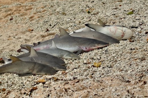 Jaws, Kiriwina Island, PNG