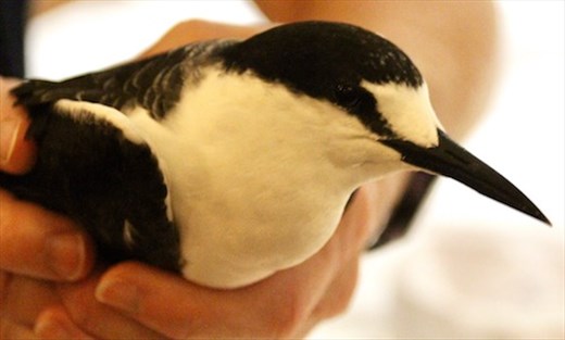 A sooty tern in the hand, Conflict Island, PNG