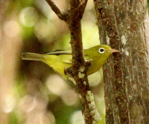 Is worth two silver white eyes in the bush, Conflict Island, PNG