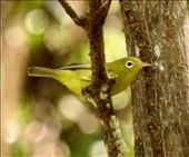 Is worth two silver white eyes in the bush, Conflict Island, PNG: by graynomadsusa, Views[534]