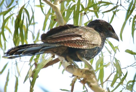 Pheasant Cuckoo