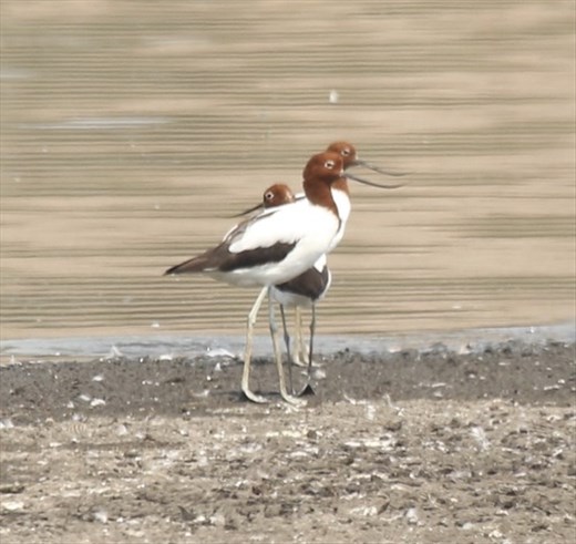 Red-necked Avocets, Lake Dyer