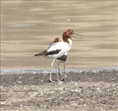 Red-necked Avocets, Lake Dyer: by graynomadsusa, Views[768]