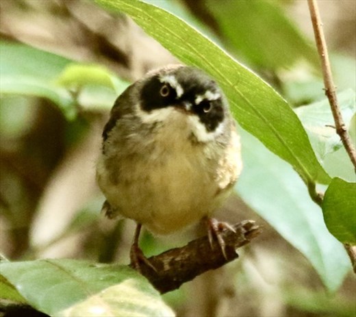 White-browed Scrubwren, Highfield Falls