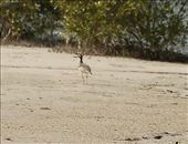 At last!  Stone Curlew a.k.a. Beach Thick-Knee: by graynomadsusa, Views[300]