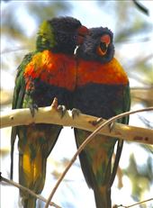 Rainbow Lorikeets: by graynomadsusa, Views[697]