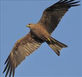 Black Kite: by graynomadsusa, Views[289]